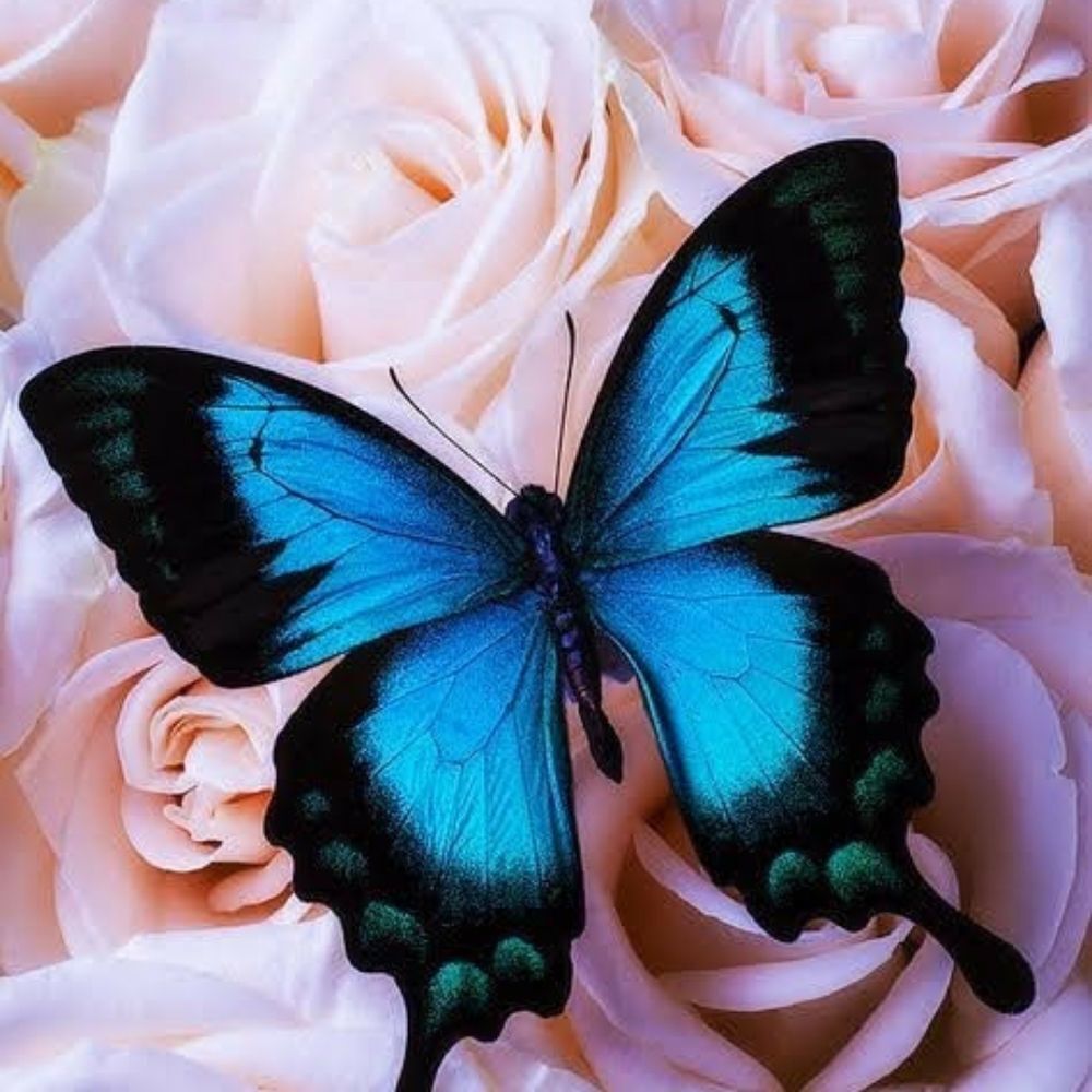 I LOVE OFFERS AND SHARES